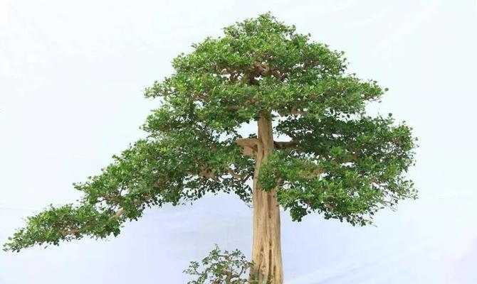如何利用扦插繁殖九里香？（掌握科学技巧快速繁殖，亲手打造小院盆景）