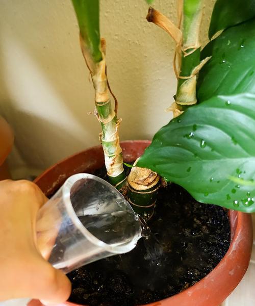 白糖水浇花真的好吗？（探究白糖水对植物的影响与使用技巧）