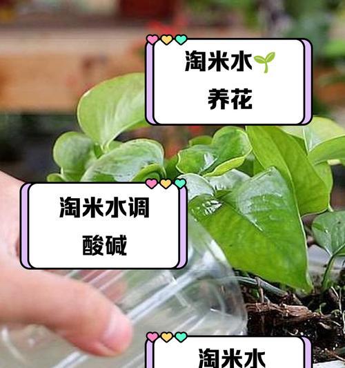 白糖水浇花真的好吗？（探究白糖水对植物的影响与使用技巧）