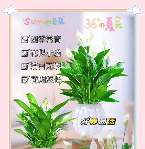 白掌花净化空气的真相（揭秘白掌花能否吸甲醛的神话）