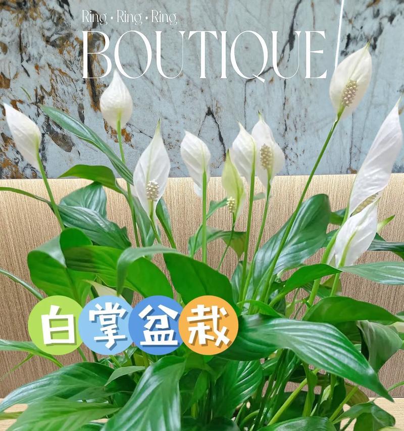 白掌花净化空气的真相（揭秘白掌花能否吸甲醛的神话）