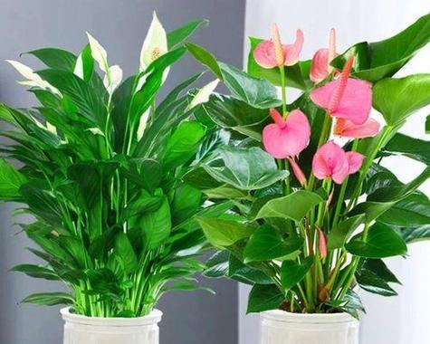 家庭花卉种植指南（如何选择适合家里种植的花卉）