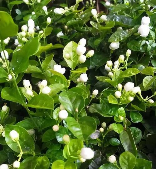 家庭花卉种植指南（如何选择适合家里种植的花卉）