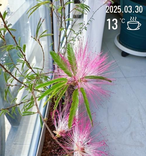 合欢花开花季节（春季芳菲，合欢花绽放）