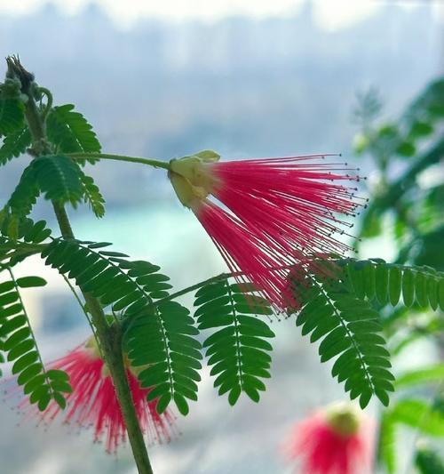 合欢花开花季节（春季芳菲，合欢花绽放）