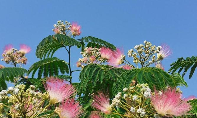 合欢花开花季节（春季芳菲，合欢花绽放）