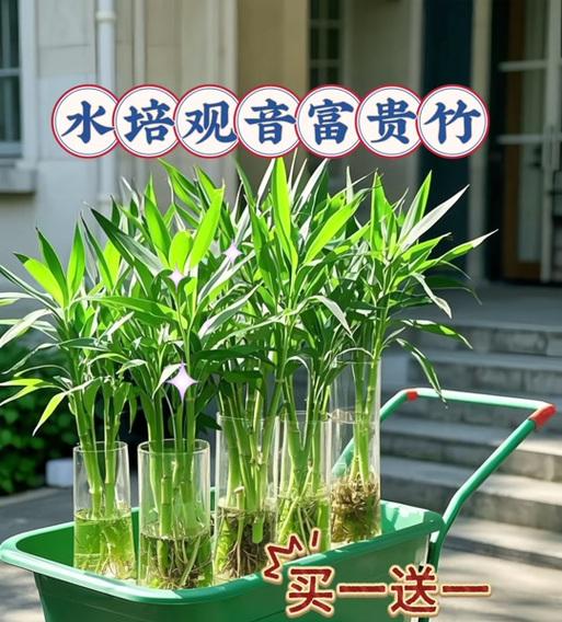 水培莲花竹的养护（打造清新水培风景——水培莲花竹的养护技巧）