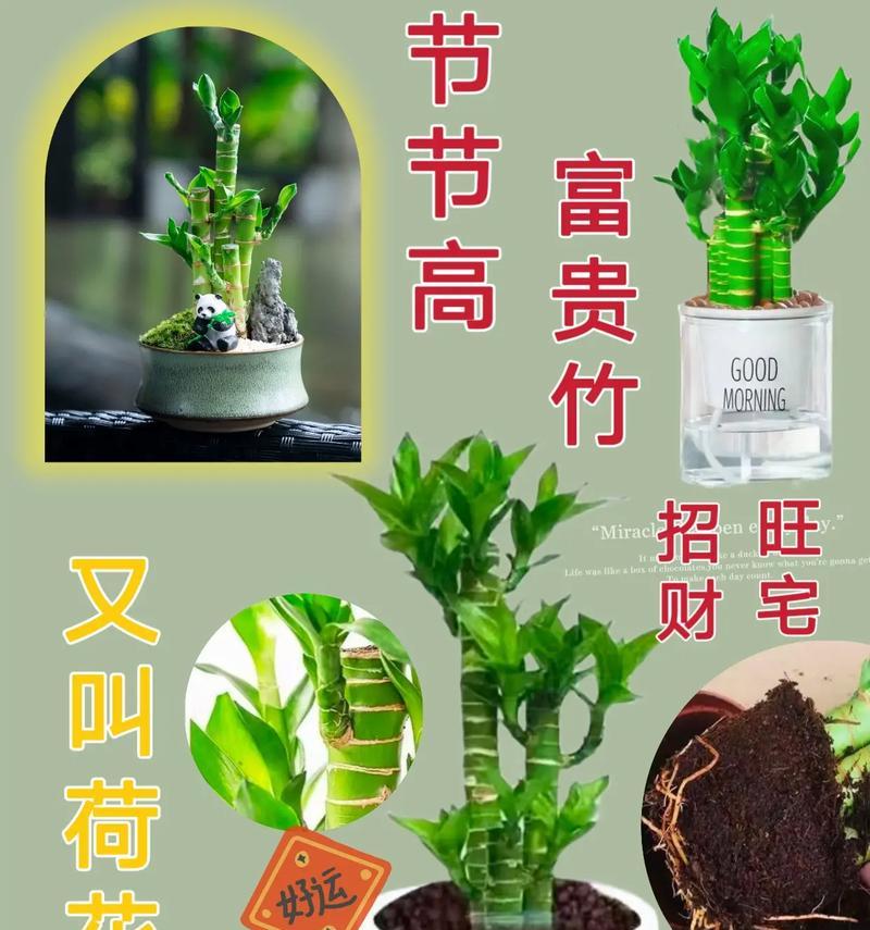 水培莲花竹的养护（打造清新水培风景——水培莲花竹的养护技巧）