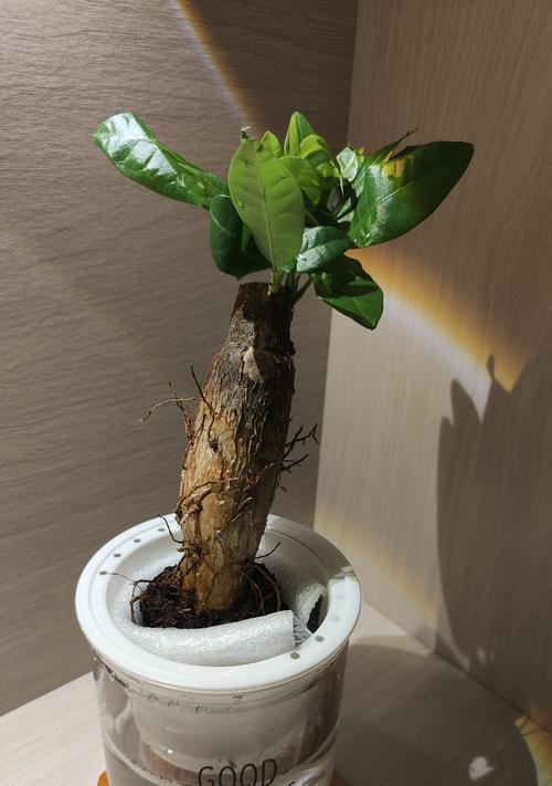 水培莲花竹的养护（打造清新水培风景——水培莲花竹的养护技巧）