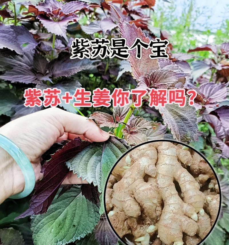 生姜泡水喝的好处（从预防感冒到促进消化，不可忽视的一杯生姜水）