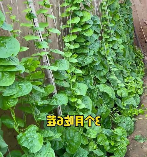 木耳菜水培技巧分享（从营养价值到培养方法，一篇全面的指南）