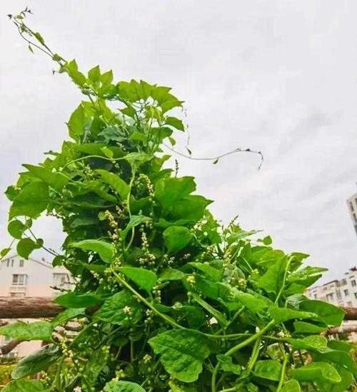木耳菜水培技巧分享（从营养价值到培养方法，一篇全面的指南）