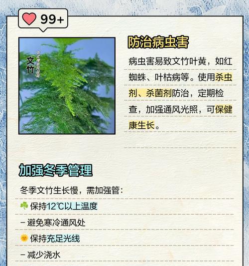 孔雀竹叶子发黄怎么办？——教你如何拯救黄叶的孔雀竹