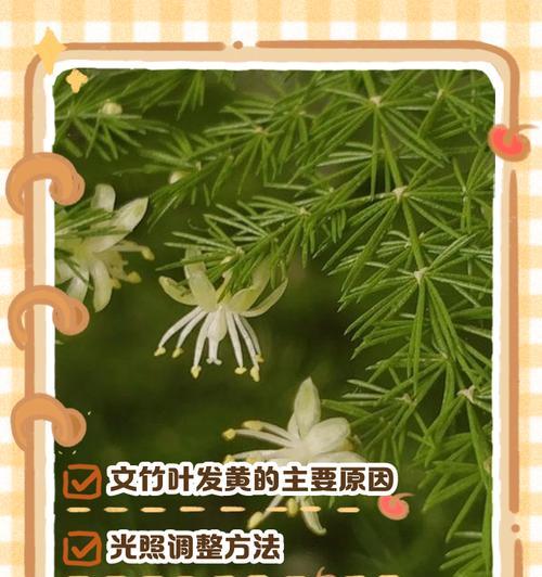 孔雀竹叶子发黄怎么办？——教你如何拯救黄叶的孔雀竹