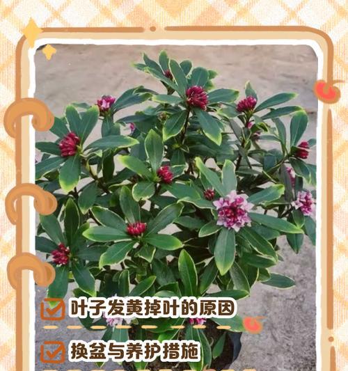 孔雀竹叶子发黄怎么办？——教你如何拯救黄叶的孔雀竹
