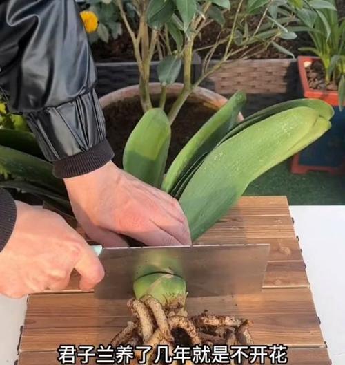 如何促进君子兰快速开花？（掌握这些方法，让您的君子兰花开满枝头！）