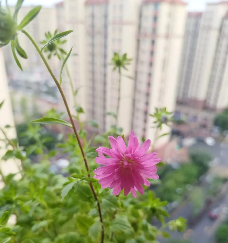 翠菊不仅开花如海，而且四季常青