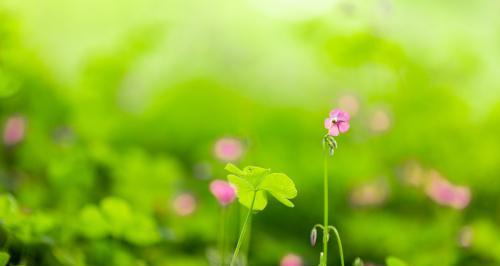 幸运草（草地中的瑰宝-幸运草的生长及繁殖）