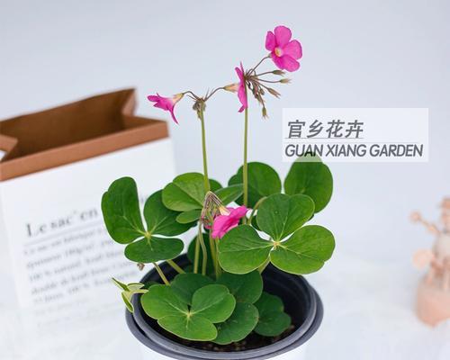 幸运草（草地中的瑰宝-幸运草的生长及繁殖）