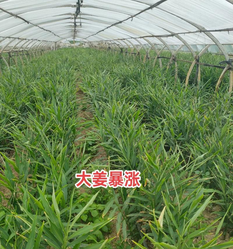 生姜种植条件与栽种气候要求（了解生姜的生长环境，打造良好的种植条件）