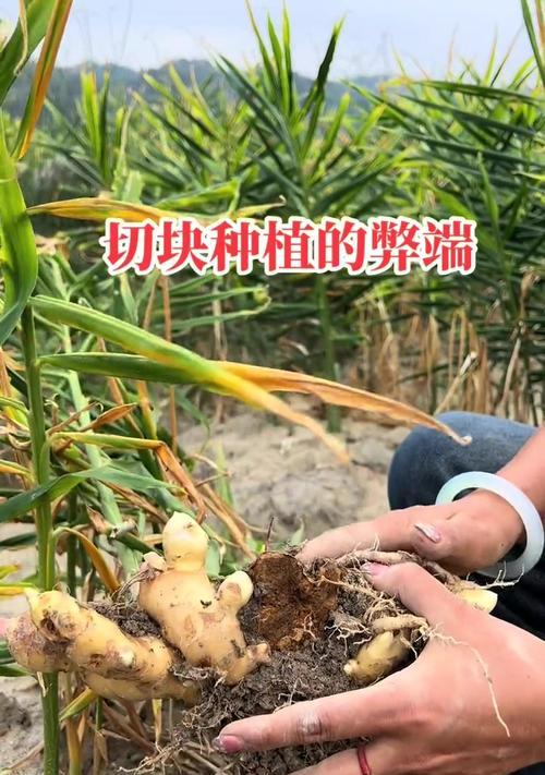 生姜种植条件与栽种气候要求（了解生姜的生长环境，打造良好的种植条件）
