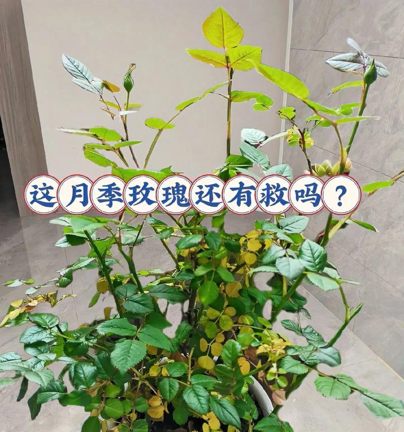 盆栽玫瑰的剪枝技巧（从修剪花枝到促进花蕾生长，让您的盆栽玫瑰更美丽）
