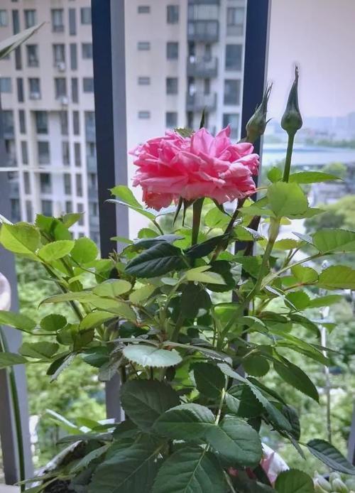 盆栽玫瑰的剪枝技巧（从修剪花枝到促进花蕾生长，让您的盆栽玫瑰更美丽）
