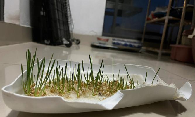 猫草水培好还是土培好？（探究猫草水培和土培的优缺点及适用场景）