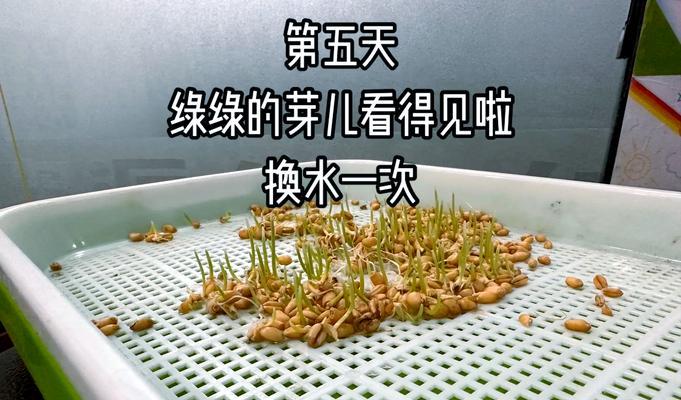 猫草水培好还是土培好？（探究猫草水培和土培的优缺点及适用场景）