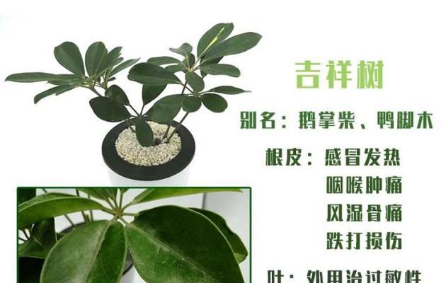 红鹅掌的养殖方法与注意事项（关注这些技巧，做好红鹅掌的养殖）