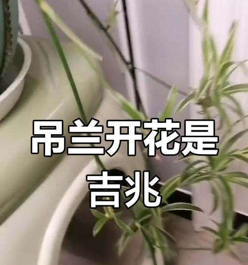 吊兰禁忌摆放位置详解（从风水角度看吊兰的宜忌摆放之道，为您揭秘摆放吊兰的正确方式）