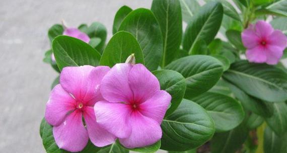 石虎兰开花频次揭秘（探究石虎兰一年内开几次花及其生态特性）