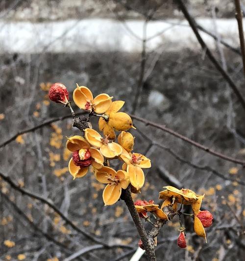 石虎兰开花频次揭秘（探究石虎兰一年内开几次花及其生态特性）