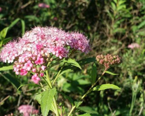 石虎兰开花频次揭秘（探究石虎兰一年内开几次花及其生态特性）
