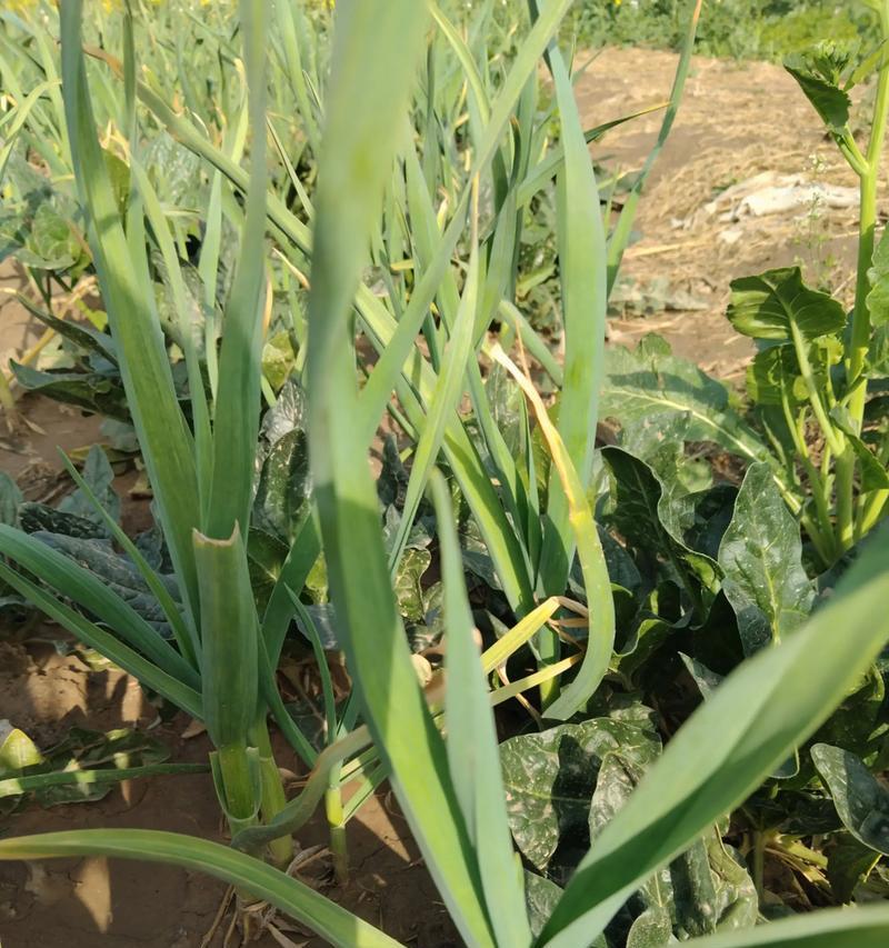 油菜花，美食界中的瑰宝