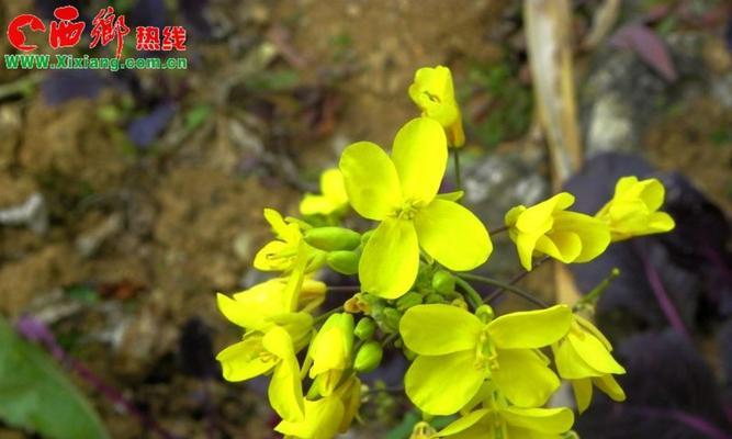 油菜花，美食界中的瑰宝