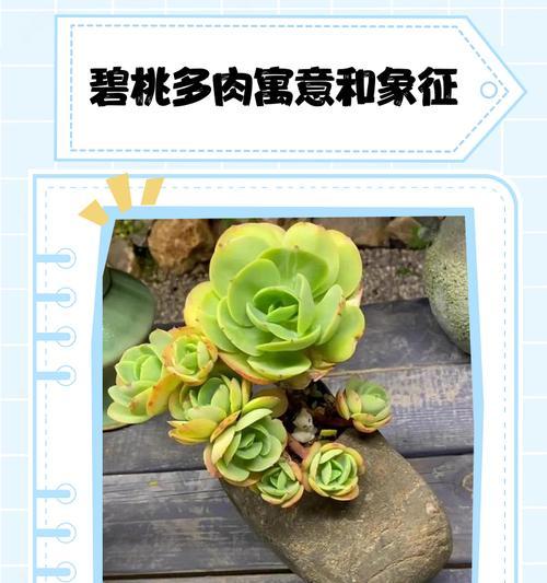 多肉碧桃的爆头技巧（掌握这些技巧，让你的多肉碧桃生长更加健壮）