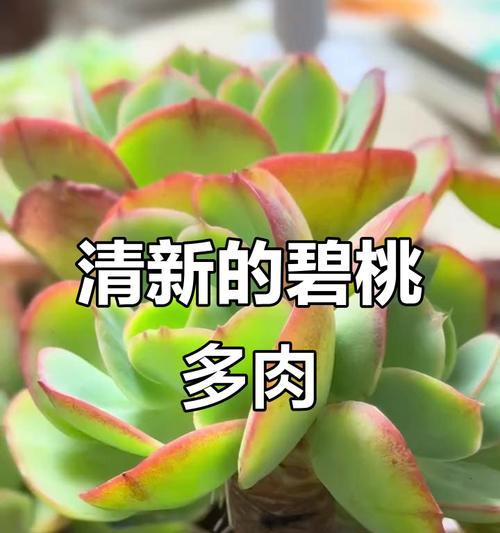 多肉碧桃的爆头技巧（掌握这些技巧，让你的多肉碧桃生长更加健壮）