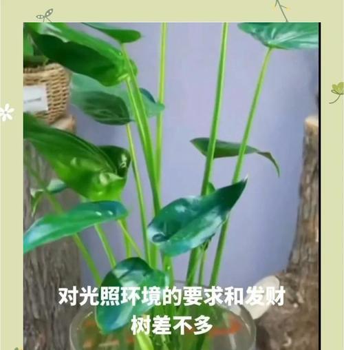 滴水观音秋季养护指南（打造健康秋季观音节省照料时间）
