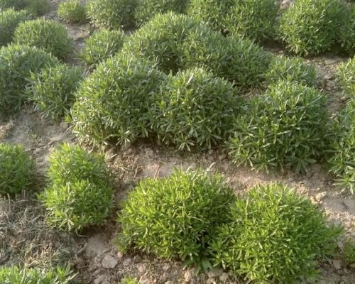 探秘沙培植物的生态奇妙世界（了解沙培植物的栽培、用途及保育重要性）
