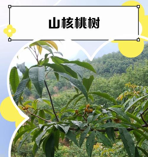 探秘核桃树的生长极限（核桃树的高度、年龄、枝干数量及其关键因素）