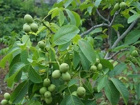 探秘核桃树的生长极限（核桃树的高度、年龄、枝干数量及其关键因素）