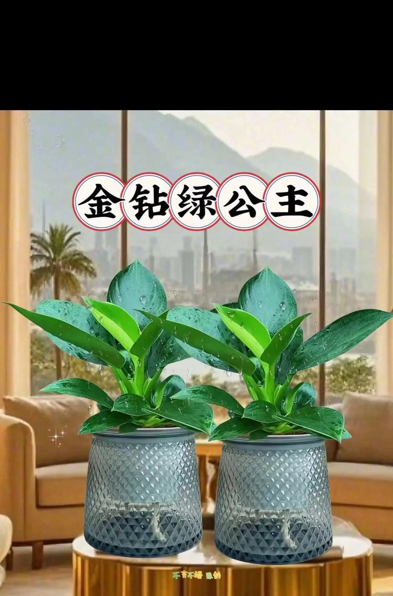 绿公主叶子烂了怎么办（教你轻松解决害怕绿植枯萎的问题）
