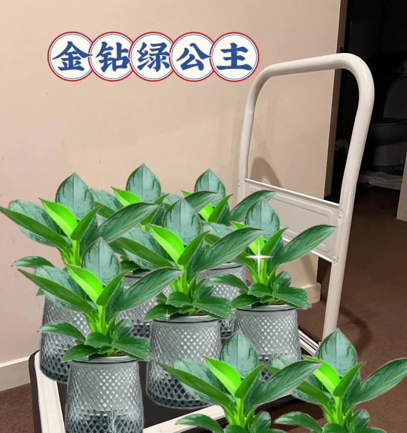 绿公主叶子烂了怎么办（教你轻松解决害怕绿植枯萎的问题）