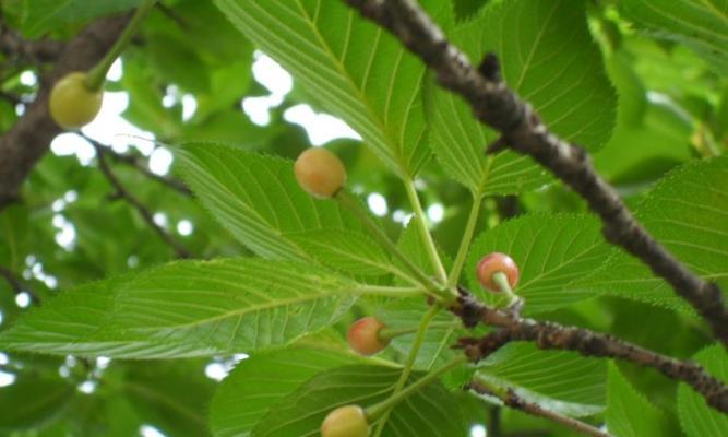揭开日本晚樱的真面目——裸子植物还是被遗忘的树木？