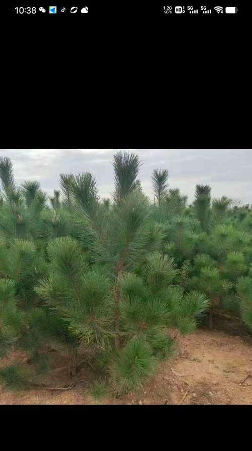 揭开日本晚樱的真面目——裸子植物还是被遗忘的树木？