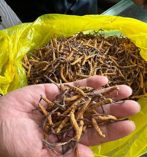 冬虫夏草的根能吃吗？——解析冬虫夏草根的营养价值和食用方法