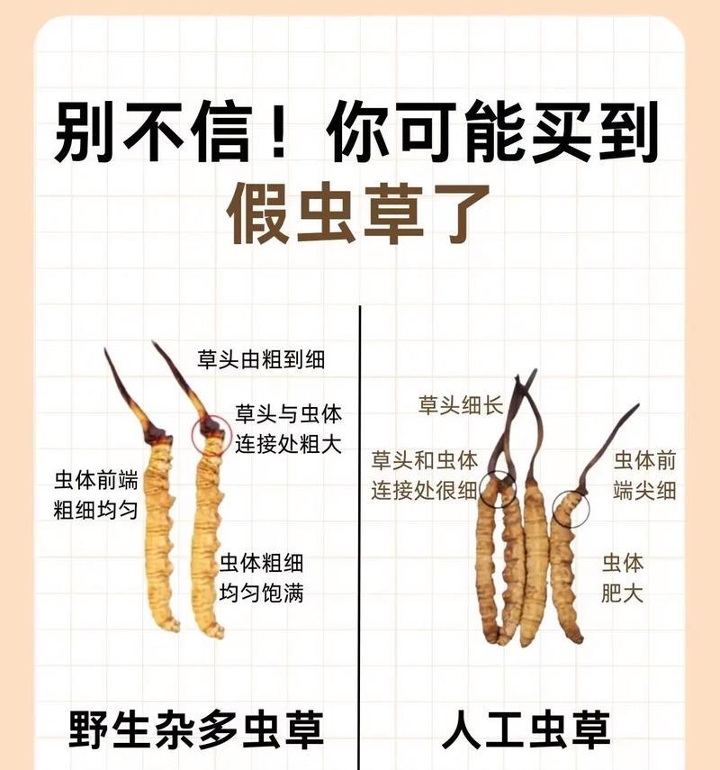 冬虫夏草的根能吃吗？——解析冬虫夏草根的营养价值和食用方法