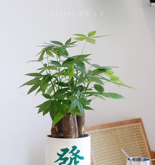大门外放什么植物招财？