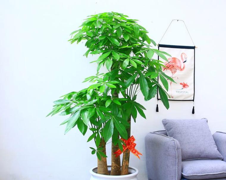 大门外放什么植物招财？